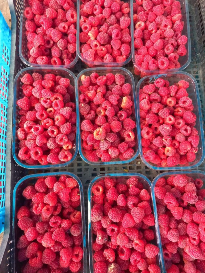 На Ставрополье готовятся собрать первый урожай малины