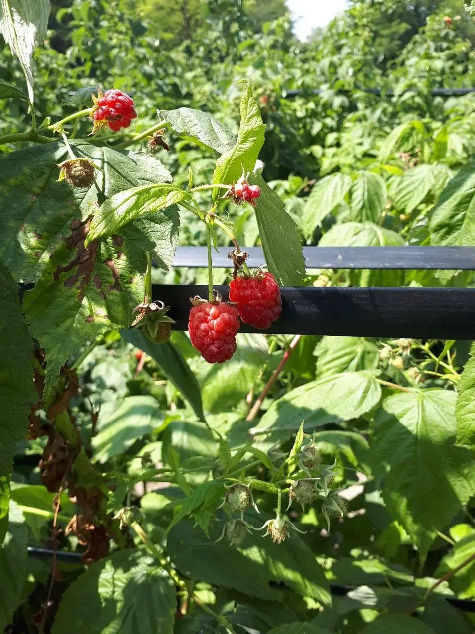 Ставропольский фермер наладил поставки саженцев малины в Узбекистан
