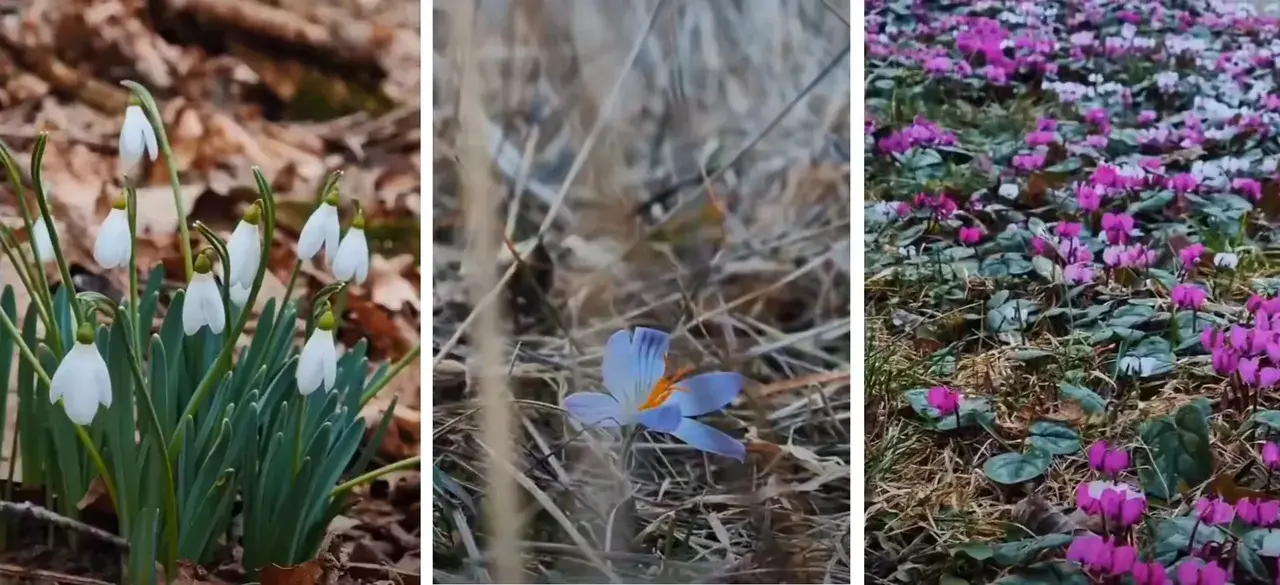 В Ставрополе расцвели первоцветы