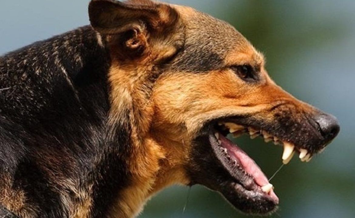 Компенсацию в 50 тыс. рублей получит 6-летний ребёнок, покусанный собакой в Будённовске