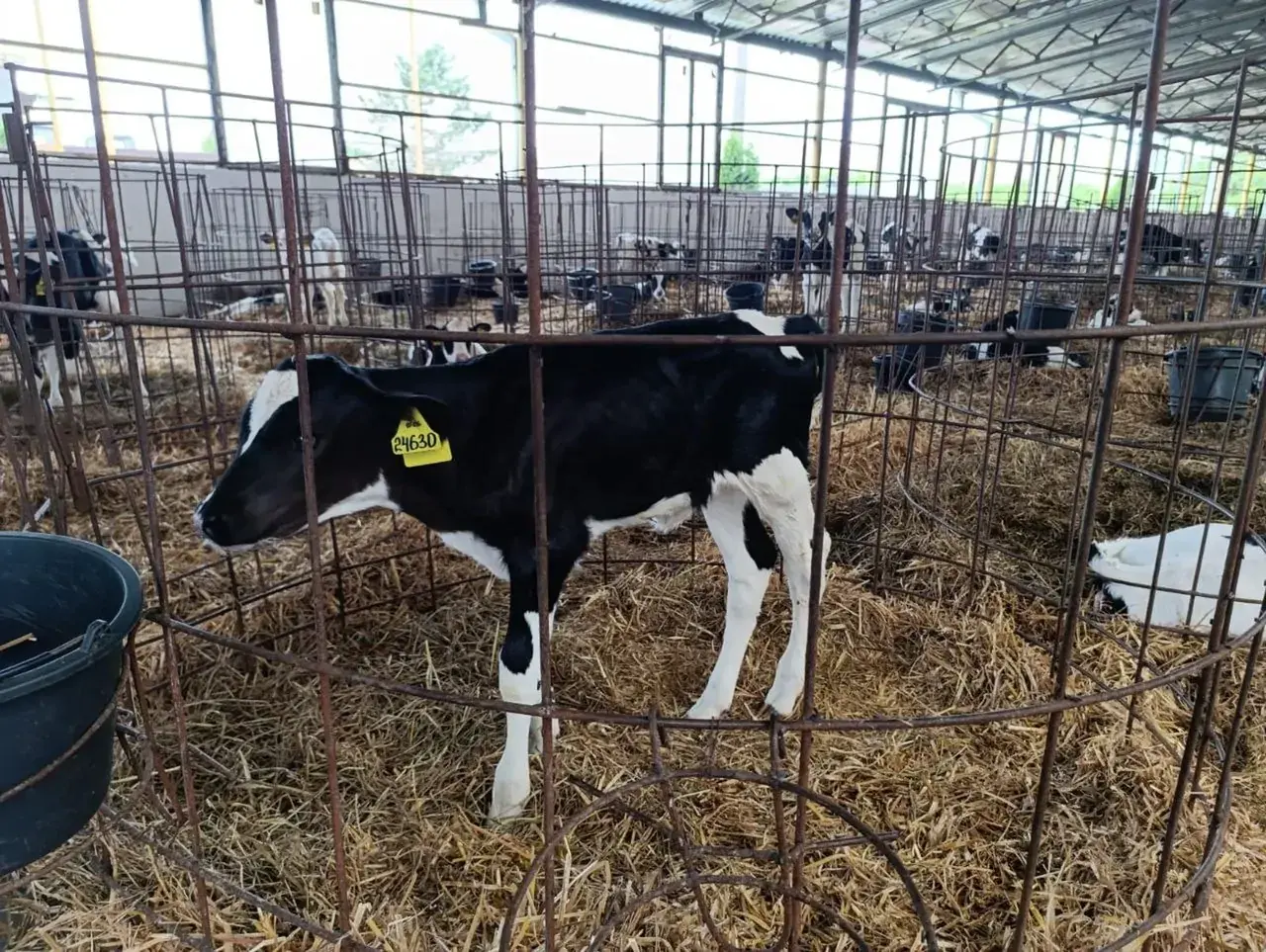 Более 700 телят родились в Предгорье