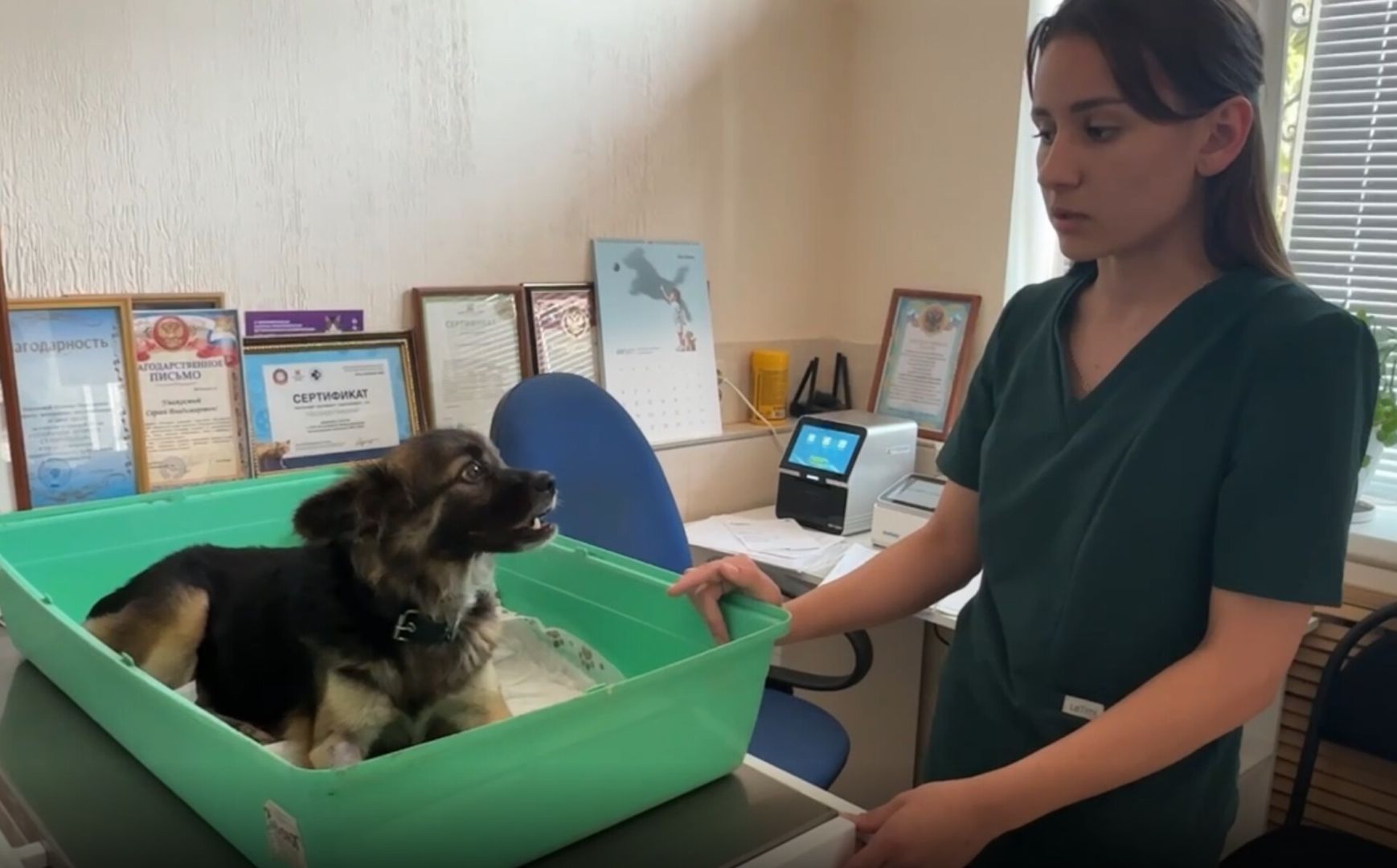 В Невинномысске продолжают лечить спасённую губернатором собаку