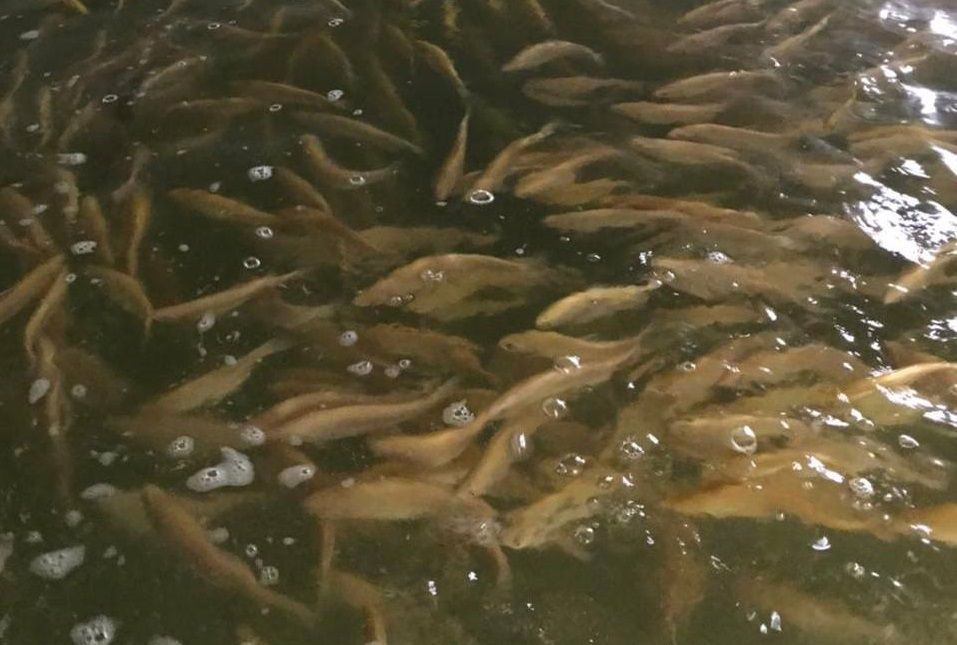 Фундуковый сад и форелевое хозяйство появятся на Ставрополье