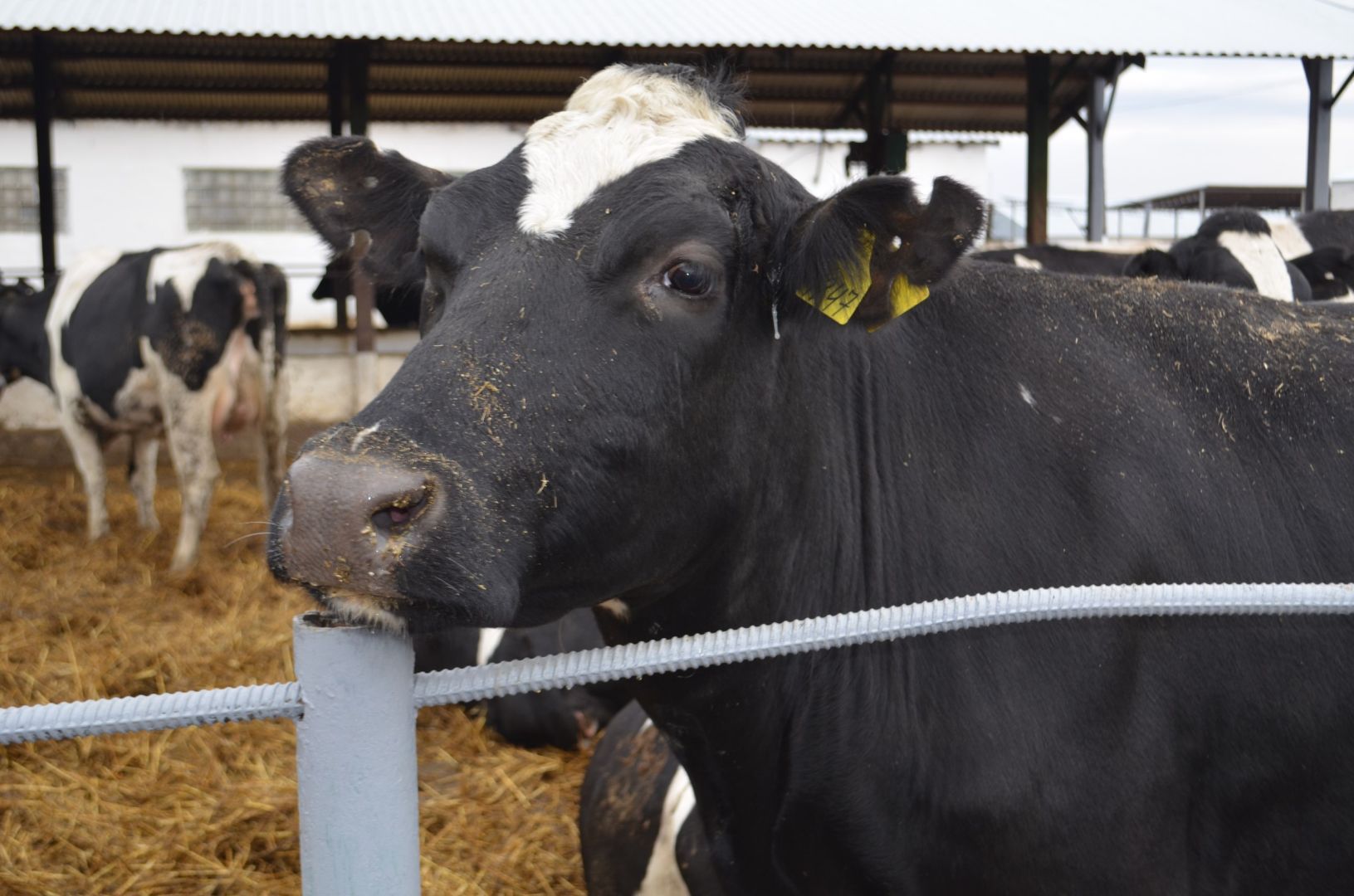 На Ставрополье пять семейных ферм получили гранты на 63 млн рублей