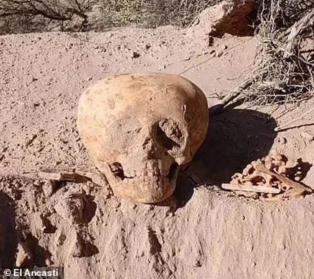 Древний череп озадачил учёных своей формой «человека-муравья»