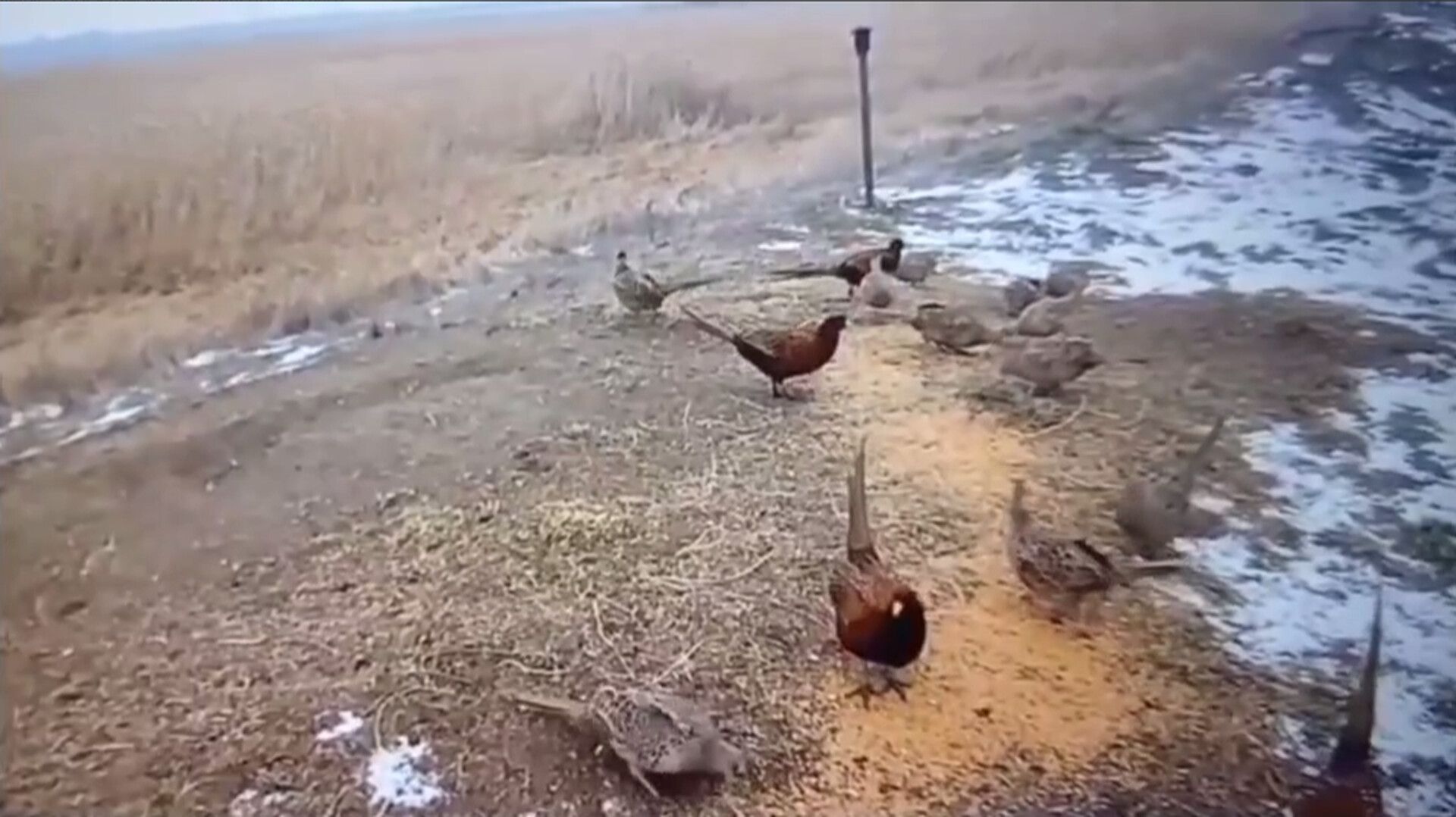 Фазанов подкармливают зимой на Ставрополье