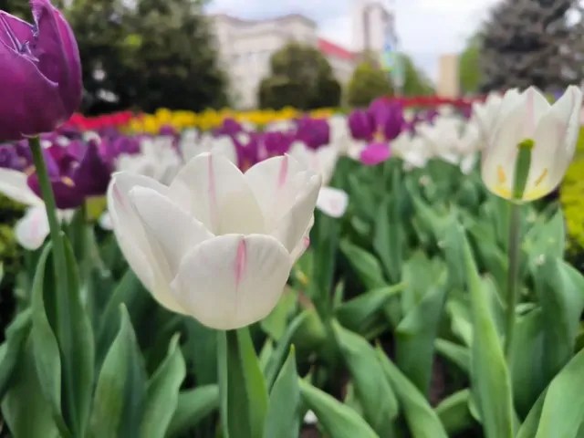 В Ставрополе за сезон высадят 900 тыс. растений