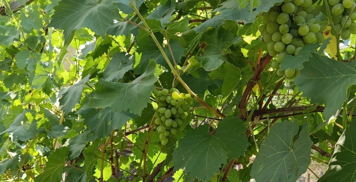 Ставропольские виноградари получили 114 млн рублей господдержки