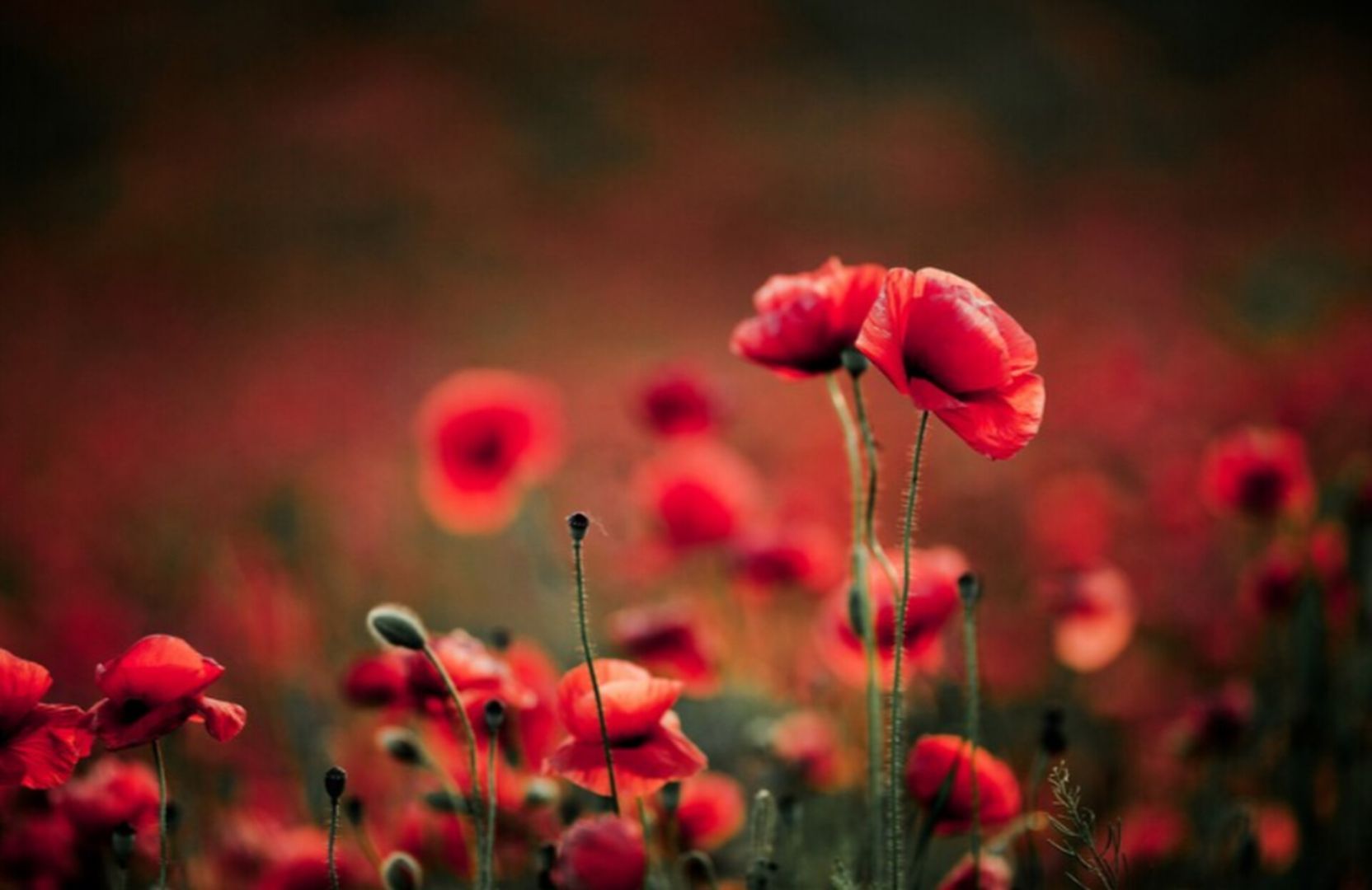 На Ставрополье пенсионерке грозит срок за выращивание мака для булочек