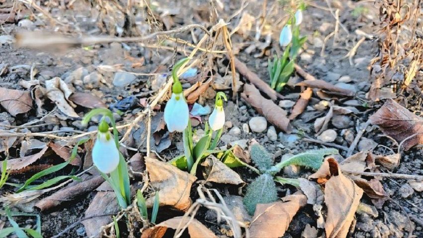 Подснежники зацвели на два месяца раньше на Ставрополье