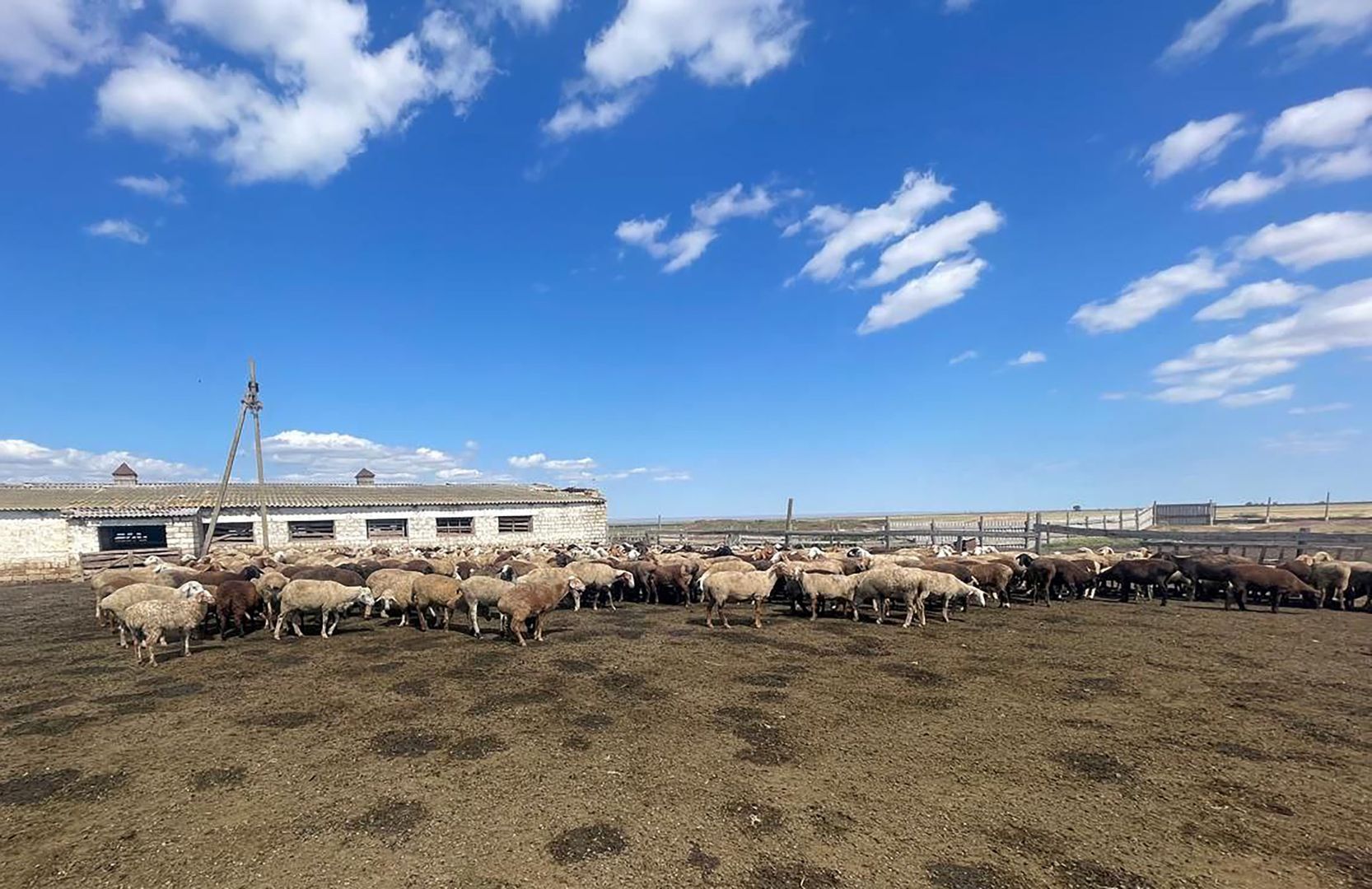 Житель Ставрополья получил 3 млн рублей за вымышленных овец