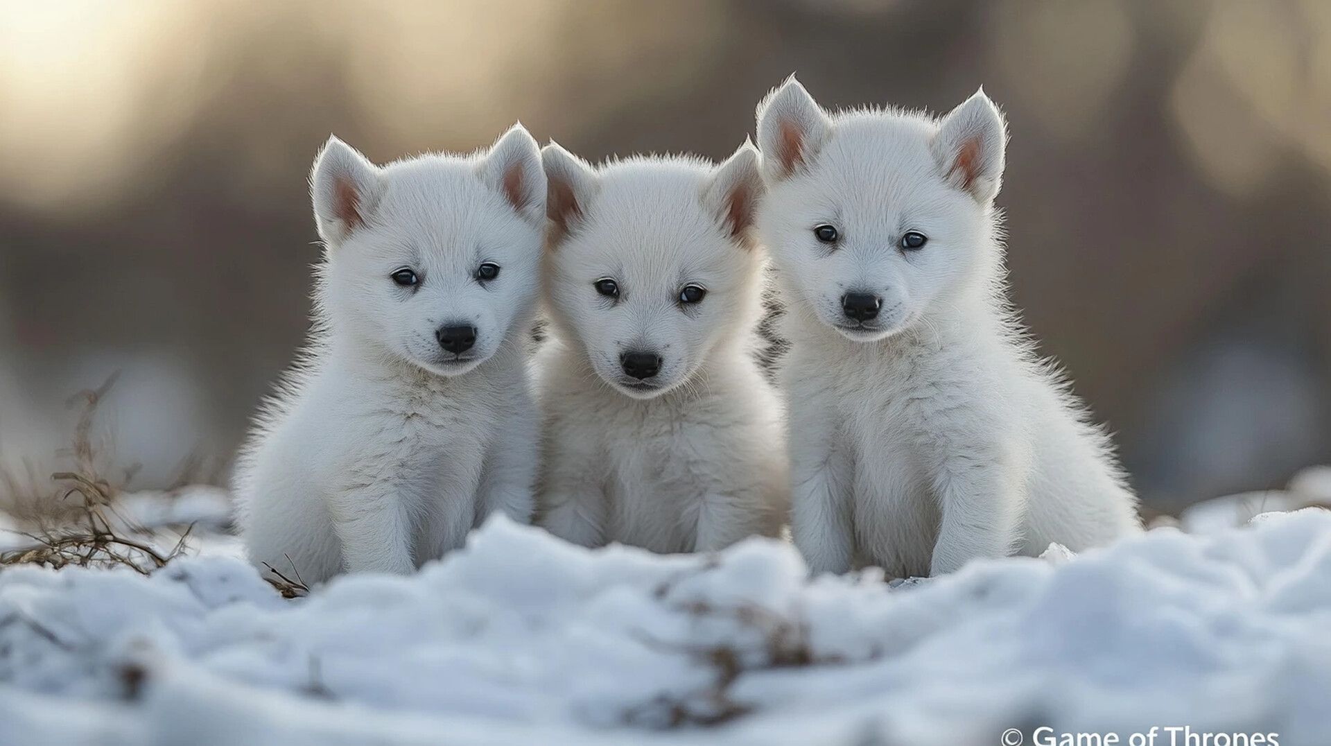 «Лютоволков» из «Игры престолов» вернули к жизни благодаря генным технологиям