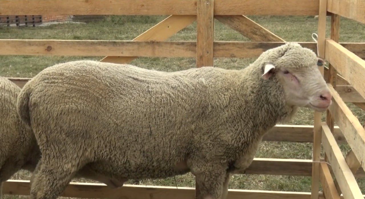 Ставропольские ученые создают инновационный метод селекции овец