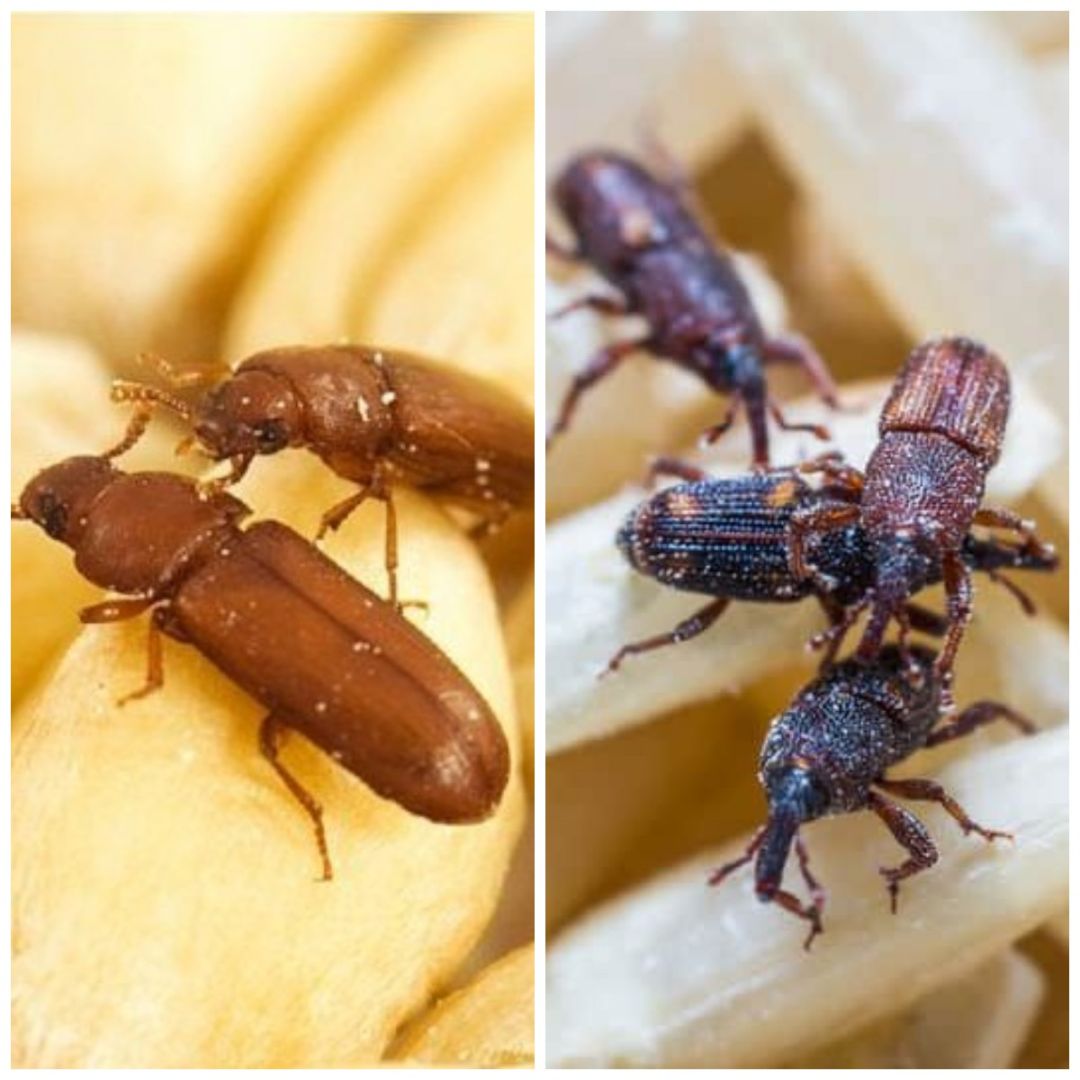 Хрущак и долгоносик: опасных для человека вредителей обнаружили в зерне