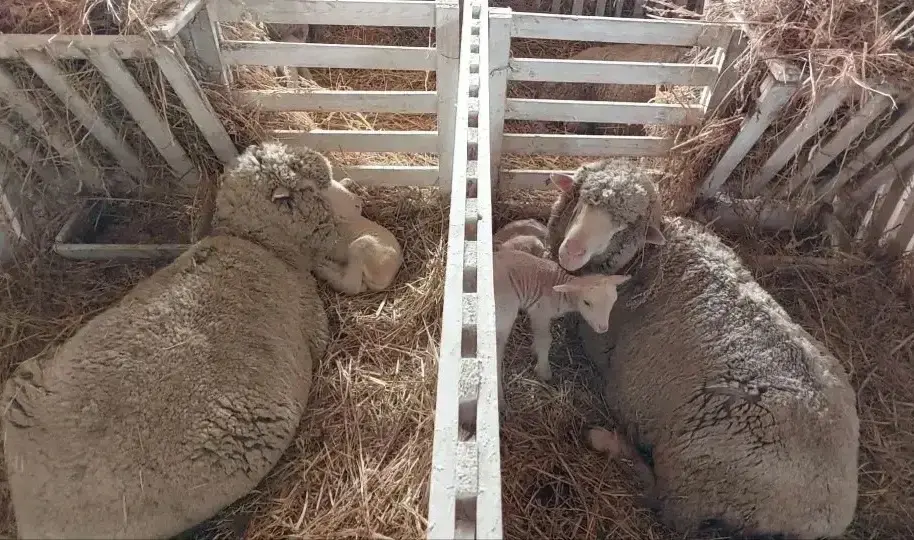 На Ставрополье ожидают рождения 360 тысяч ягнят