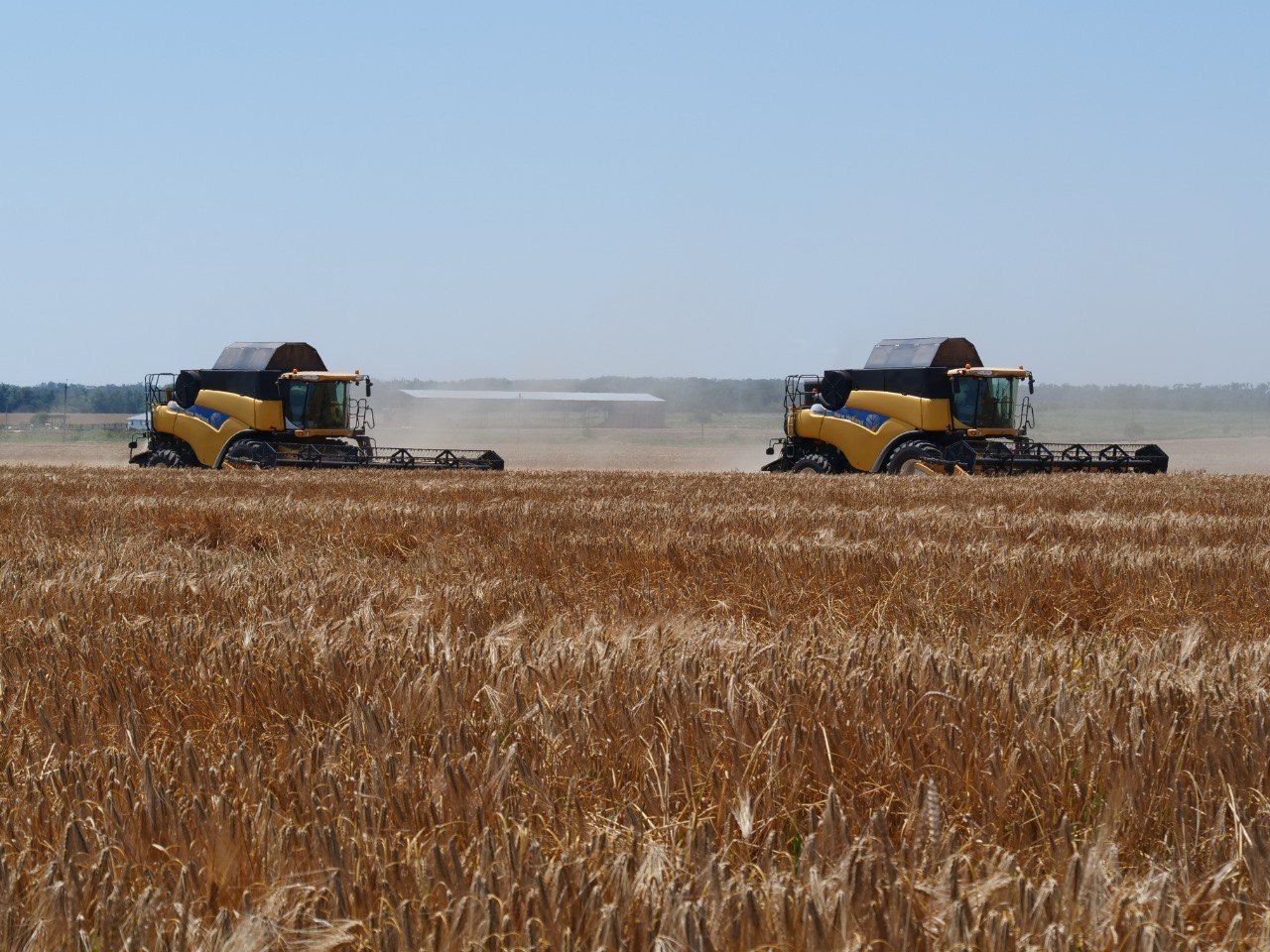 Кочубеевский округ лидирует по урожайности зерновых на Ставрополье