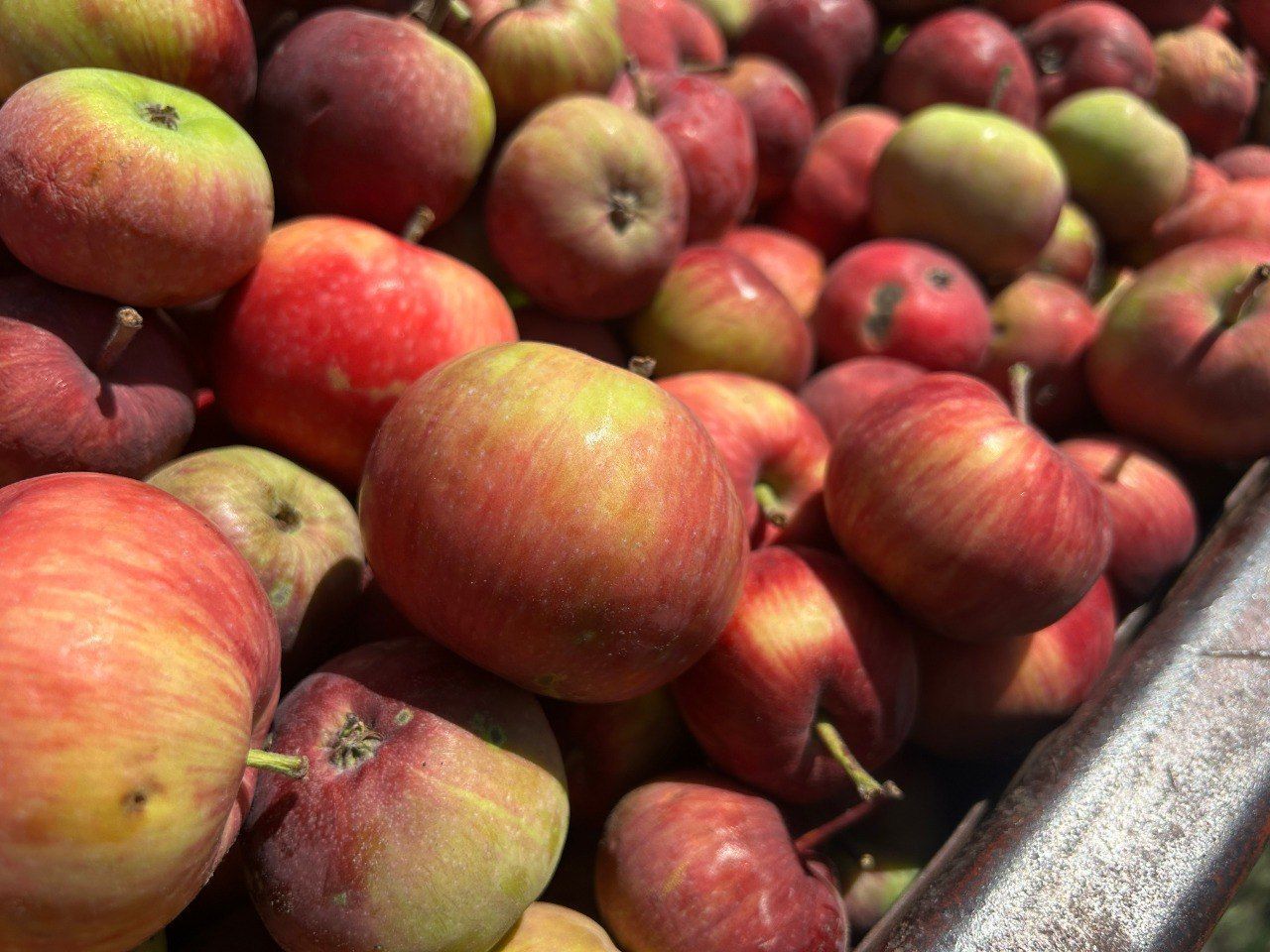 Сбор яблок начался на Ставрополье