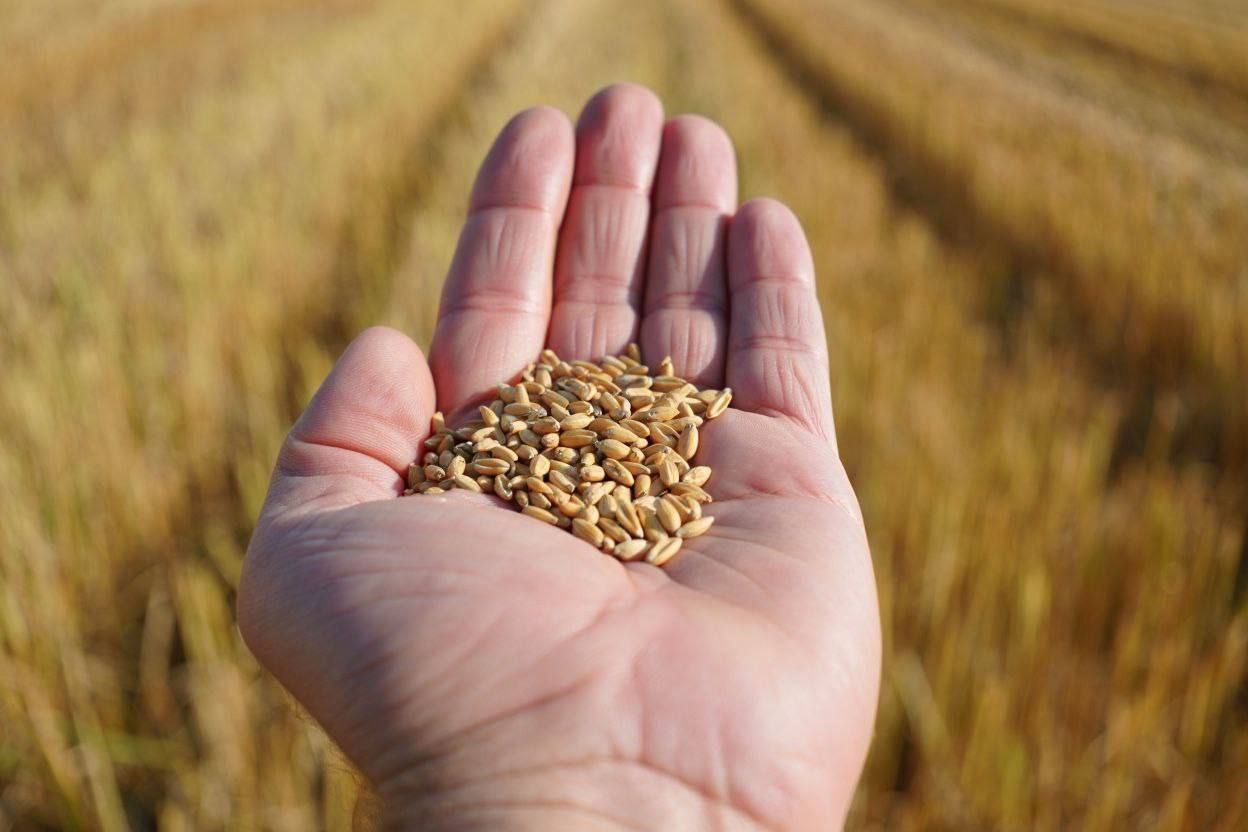 Урожай зерна на Ставрополье превысил потребности региона в четыре раза