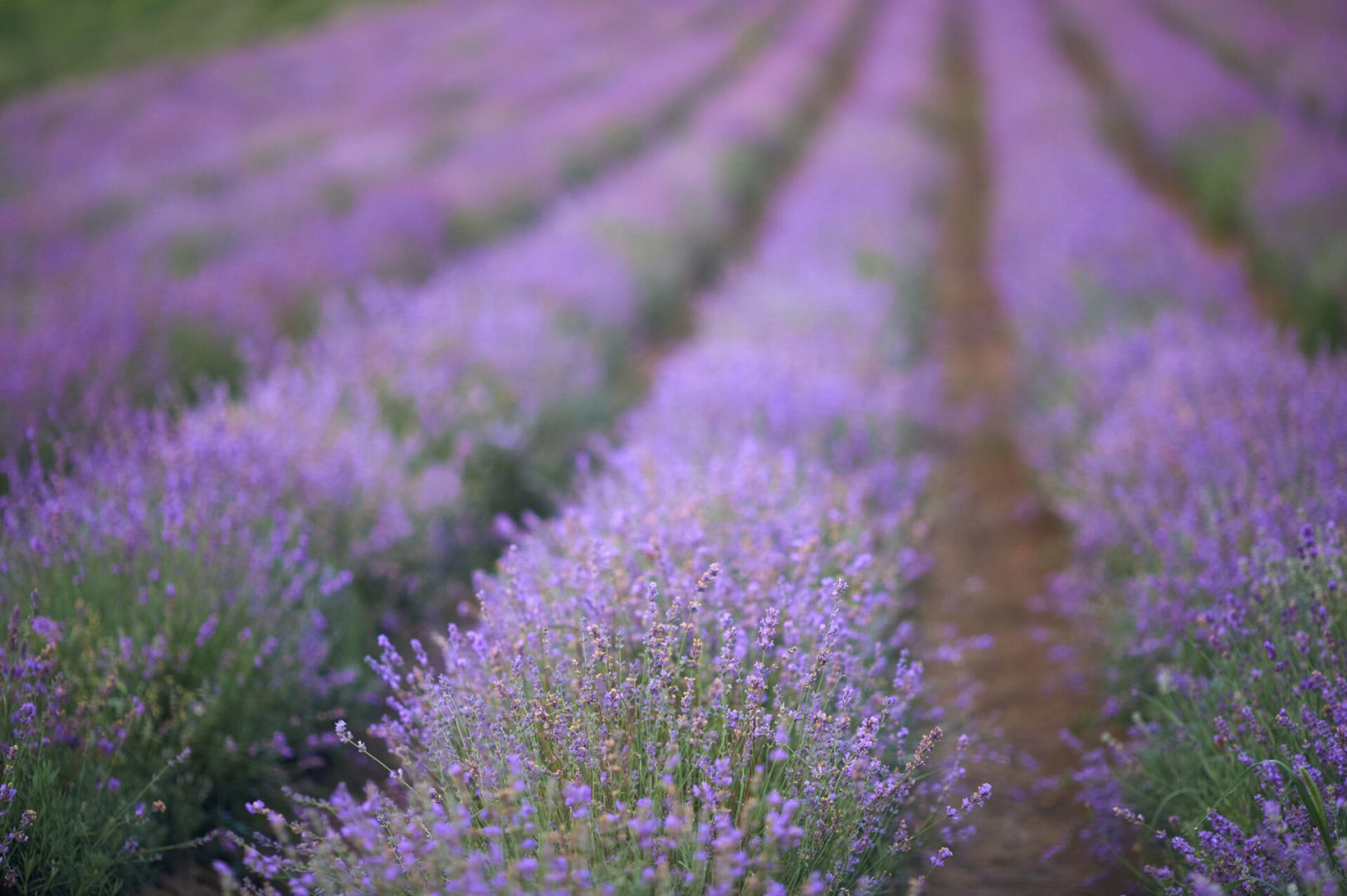 Туристы уничтожают лавандовые поля на Ставрополье