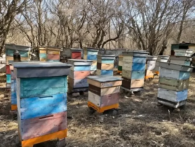 В Предгорье пасечники открыли сезон сбора меда