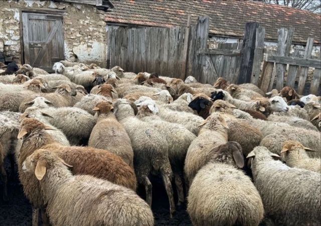 На Ставрополье животновод обогатился на выдуманных овцах