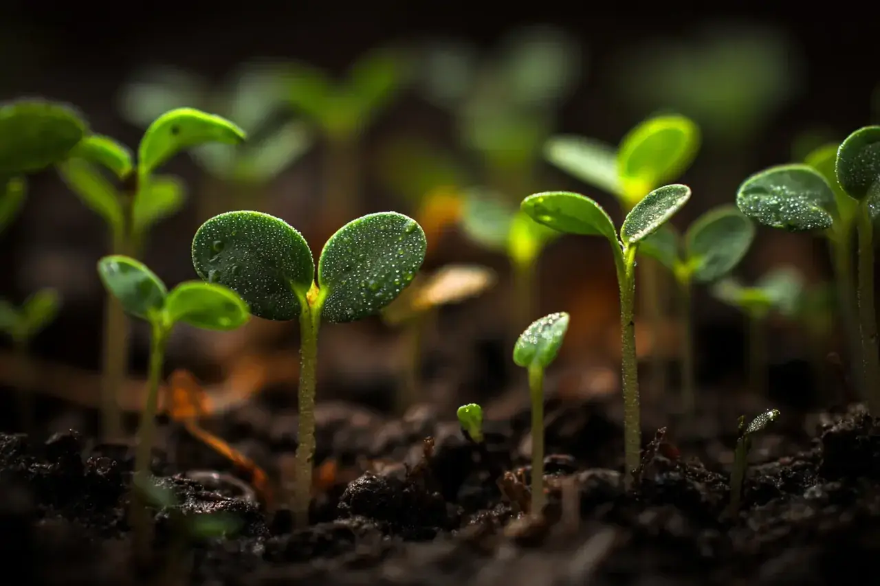 Учёные выяснили, почему рассада вытягивается — и дело не в свете