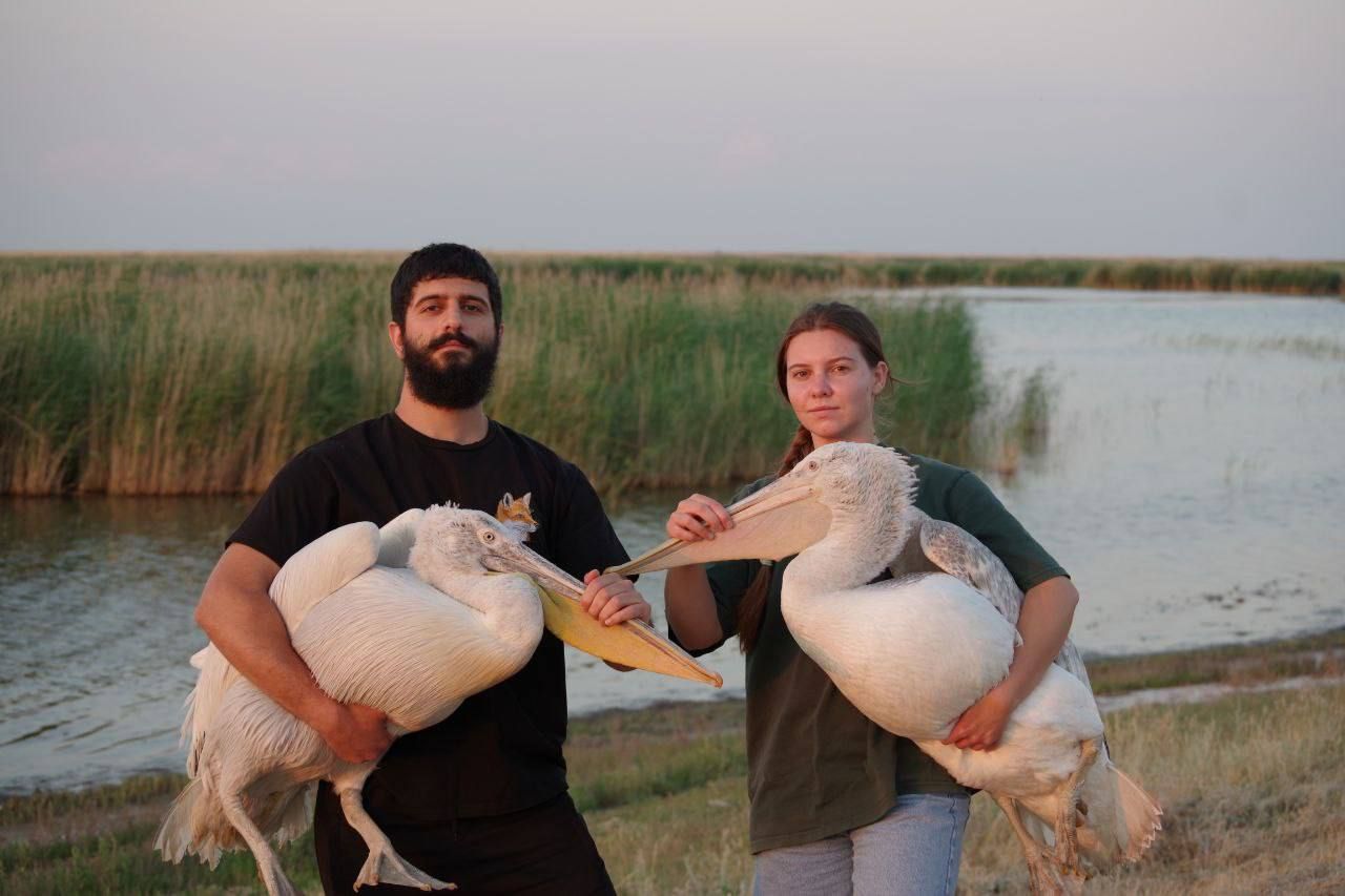 Около 200 птиц и летучих мышей вернул в дикую природу ставропольский центр помощи животным
