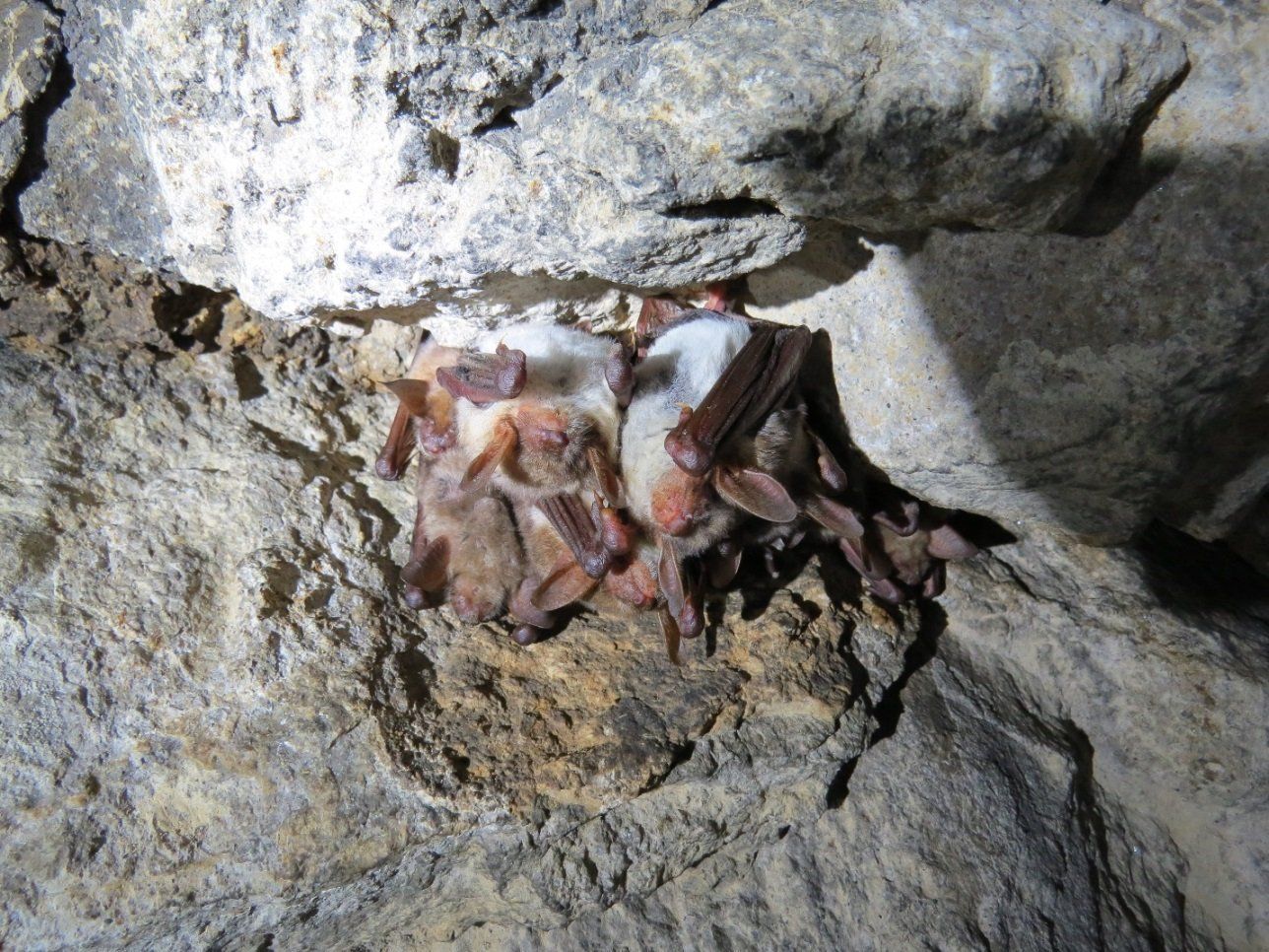 На Ставрополье популяция краснокнижных летучих мышей сократилась вдвое из-за туристов