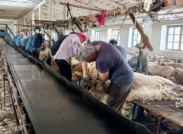 Стрижку 27 тыс. овец завершили в Апанасенковском округе