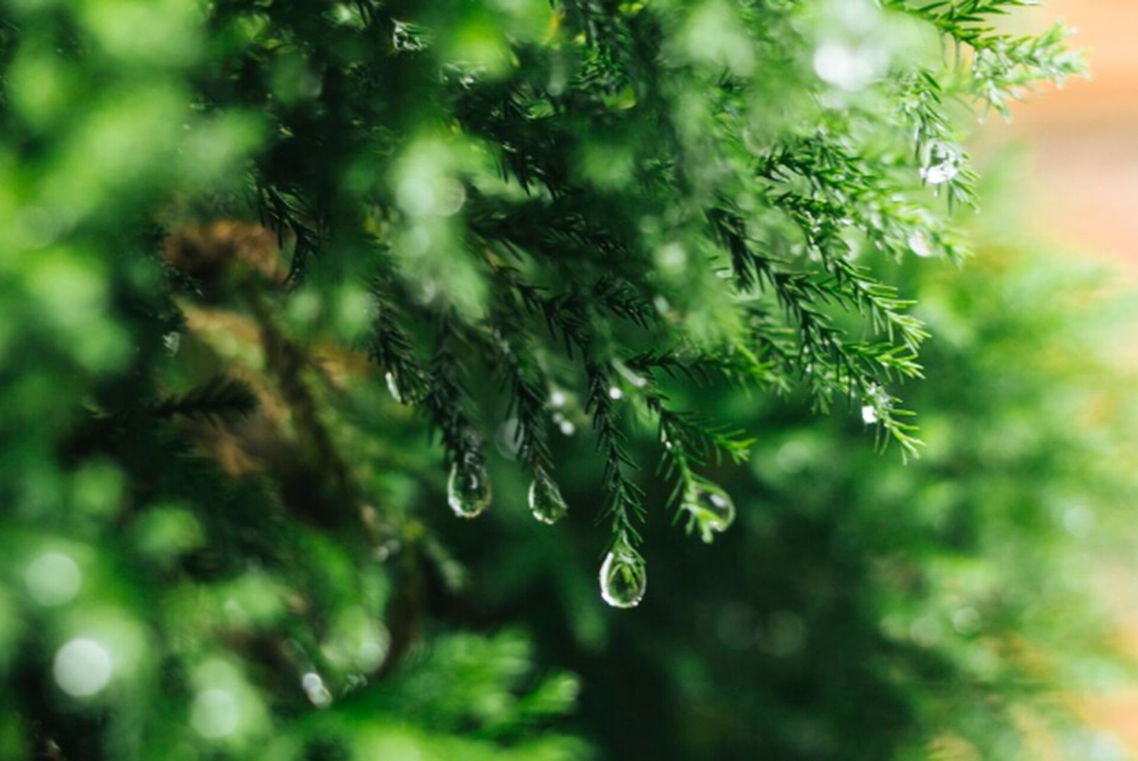 Резкое потепление прогнозируют на Ставрополье