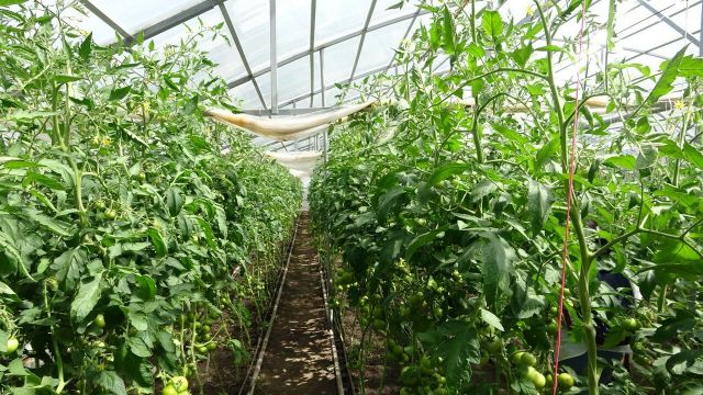 На Ставрополье выросло производство овощей защищенного грунта На Ставрополье выросло производство овощей защищенного грунта