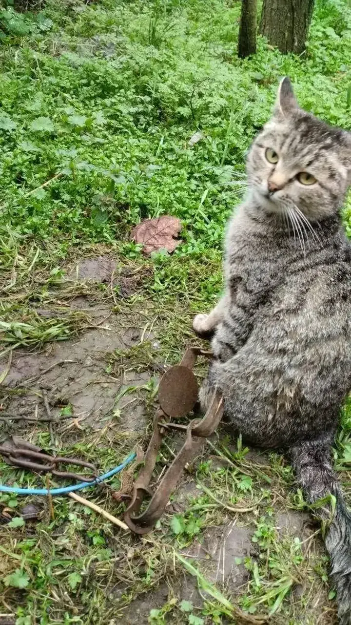 Ставропольские спасатели вызволили кошку, попавшую в капкан