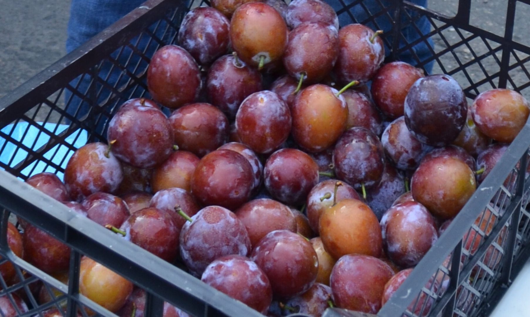 На Ставрополье урожайность слив выросла на 15%