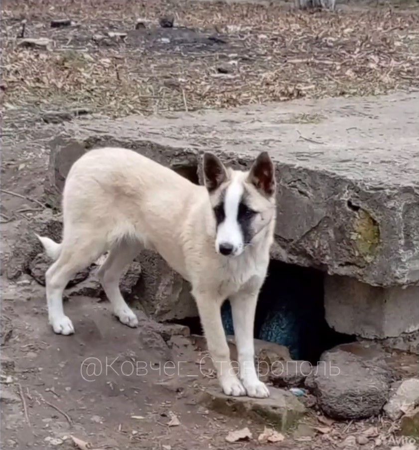 Живодёр расстрелял бездомную собаку возле школы в Михайловске