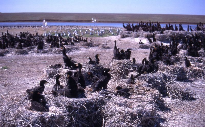 В Ставропольском крае насчитали свыше 5 тысяч краснокнижных розовых пеликанов