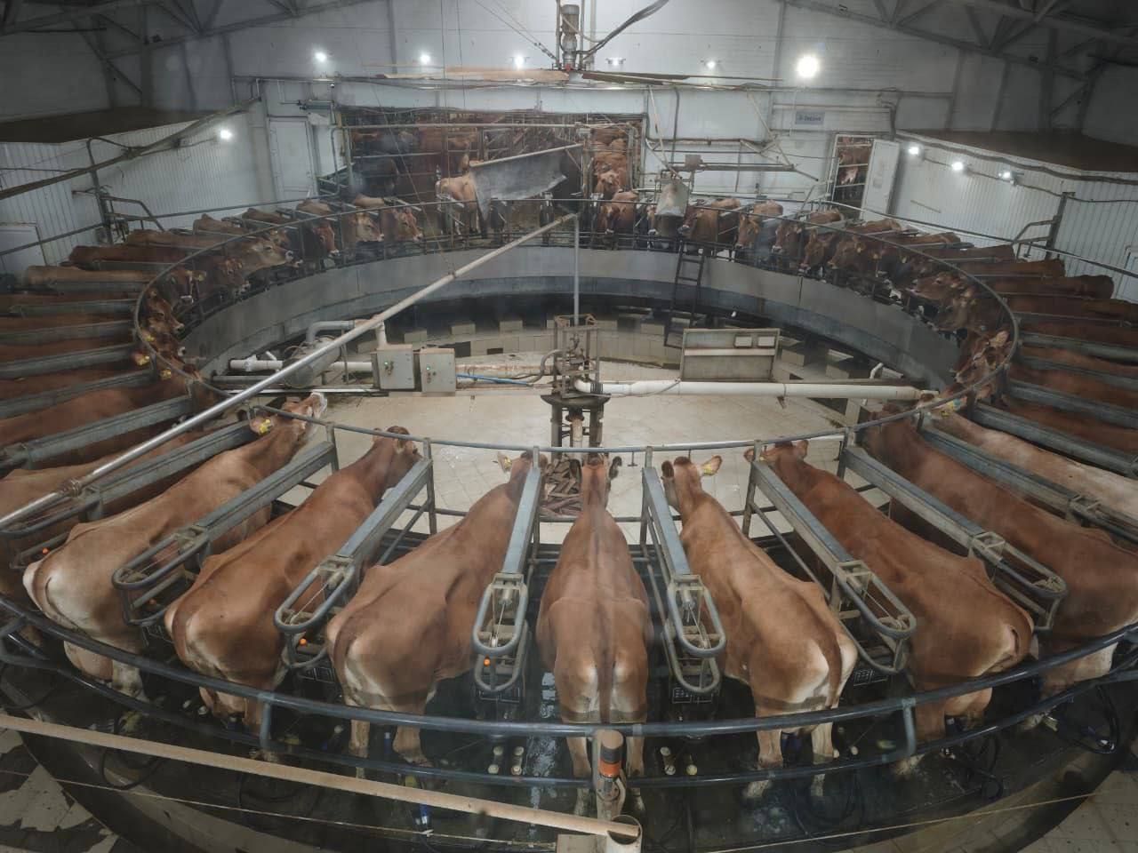 Производство молока на Ставрополье выросло на 3,5%