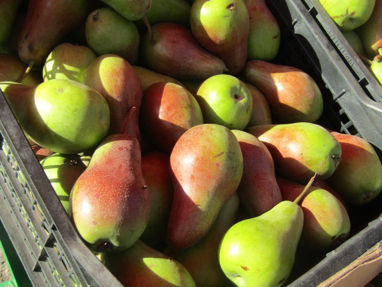 В Ставропольском крае собрали более 13 тонн груш