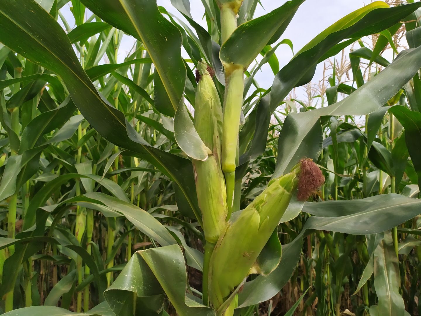 В Предгорном округе засеяли кукурузой 7 тыс. га полей