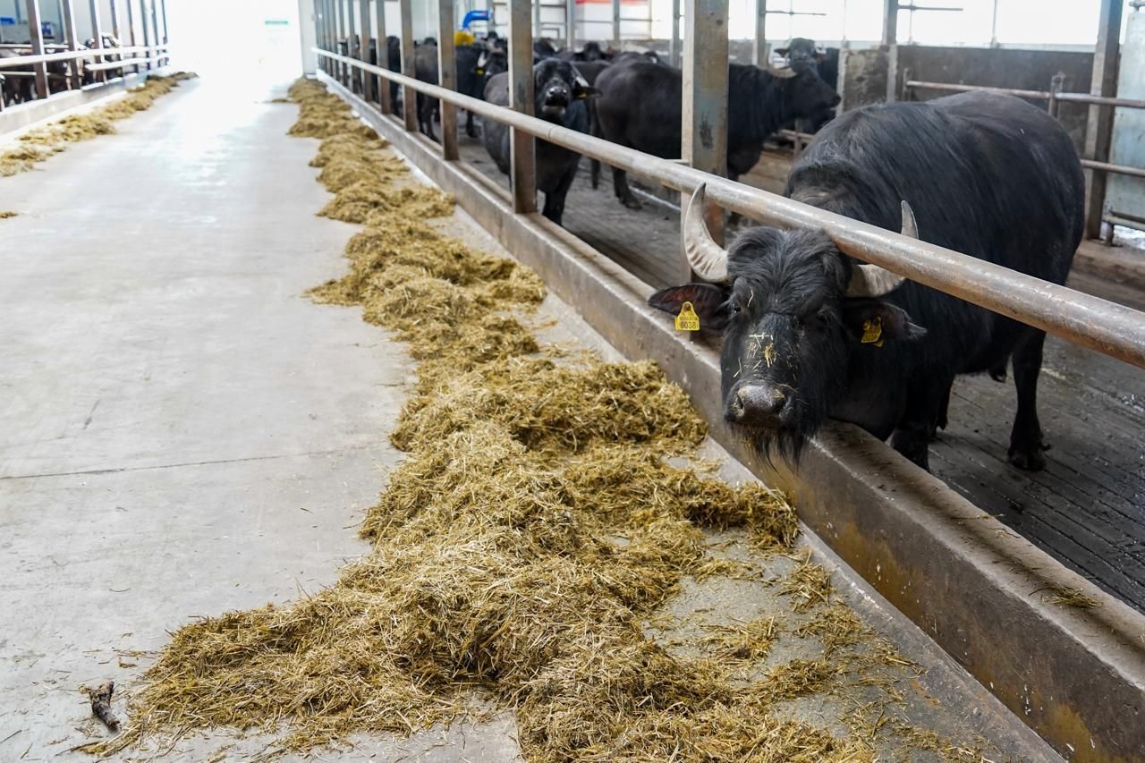 Агротуризм в действии: на Ставрополье открылась буйволиная ферма