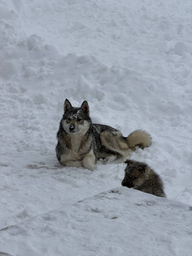На курорте КЧР прокомментировали видео с «волком» и сноубордистом