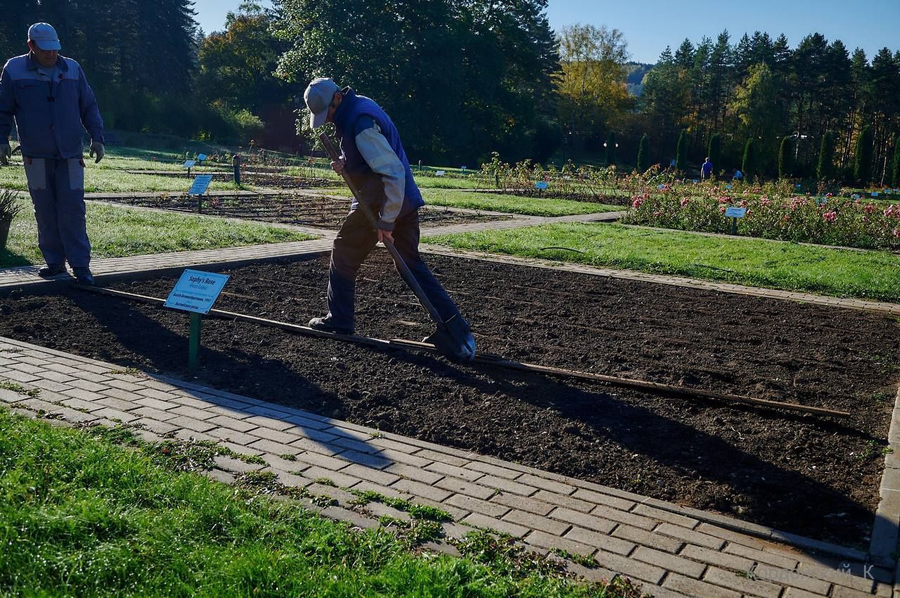 В Долине роз Кисловодска высадили более 1000 новых саженцев