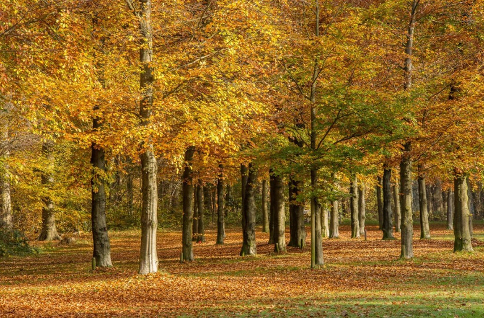 Теплая погода продолжит радовать ставропольцев в начале недели