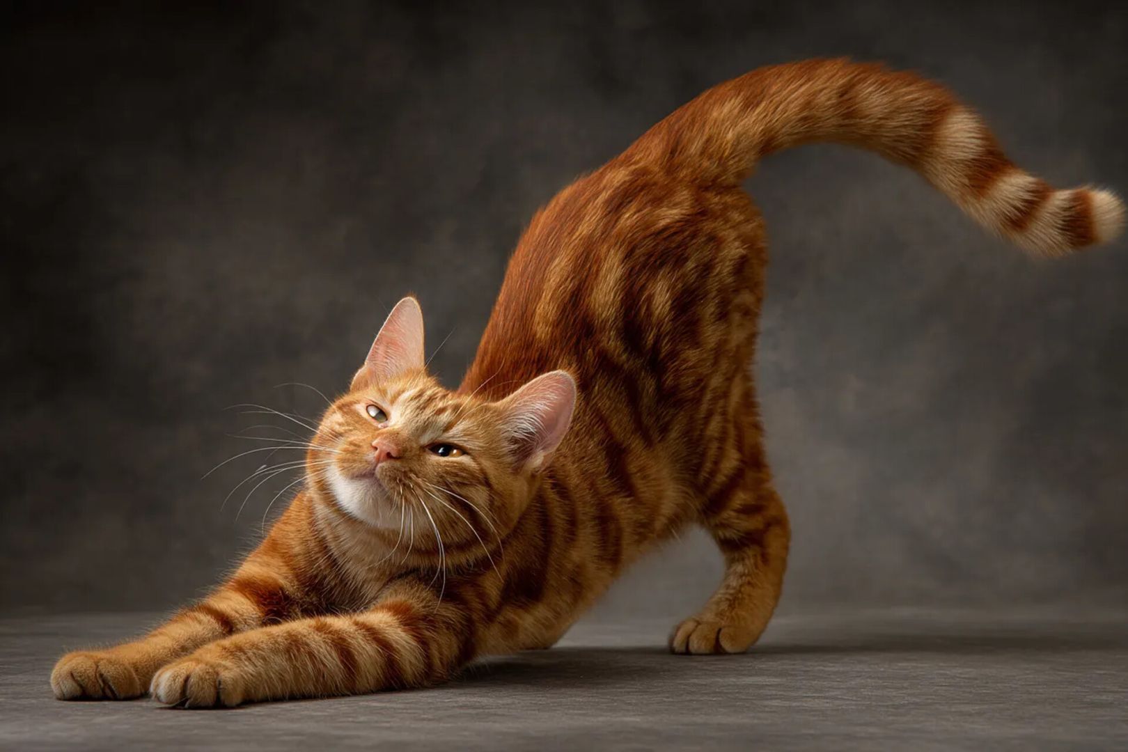 Вот почему кошки топчут лапами: 3 причины «массажа», о которых не знают хозяева