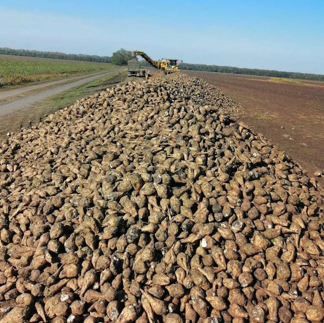 Ставрополье увеличило производство сахарной свеклы до 1,6 млн тонн