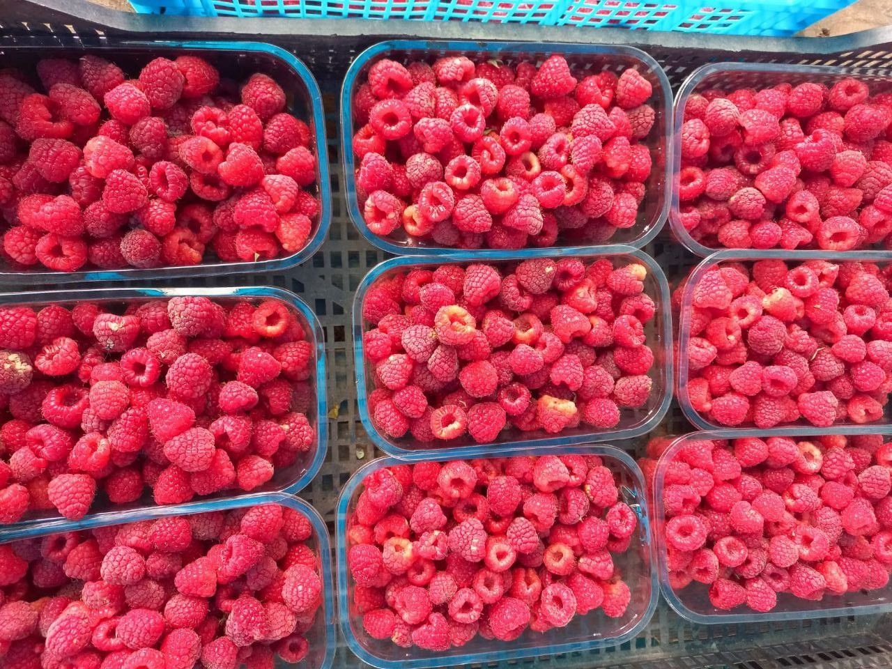 В Предгорье собрали 25 тонн малины