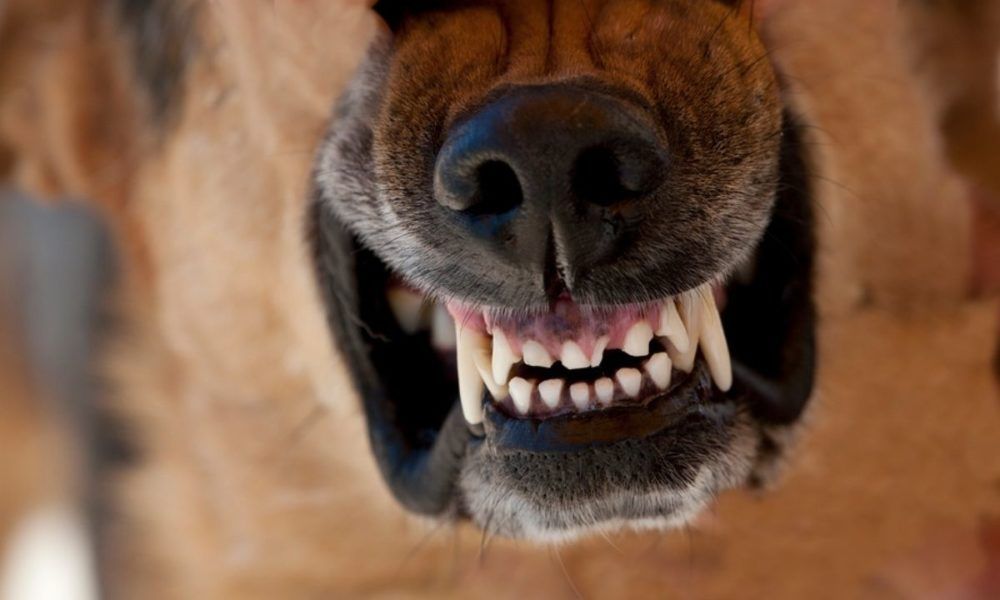 Администрация Петровского округа выплатила 10 тыс. рублей школьнице, покусанной бездомными собаками