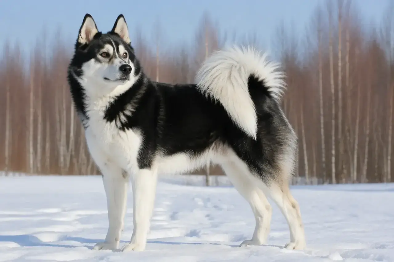 Выжила вопреки всему: российская порода собак, едва не исчезнувшая в XX веке, покорила мир