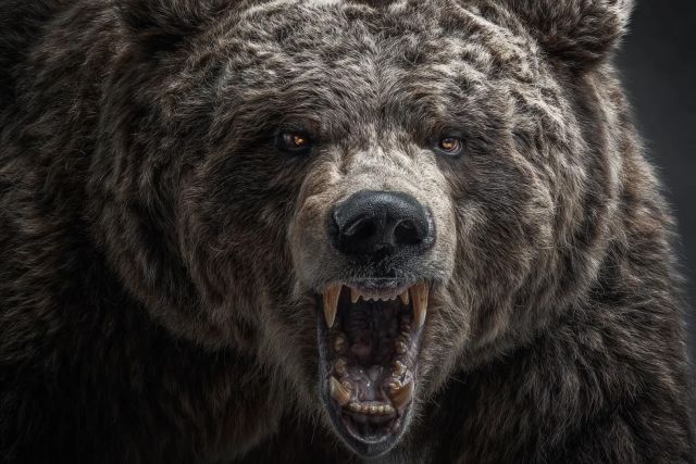 На Ставрополье нашли гигантского медведя-хищника весом 700 кг: он жил 6 млн лет назад