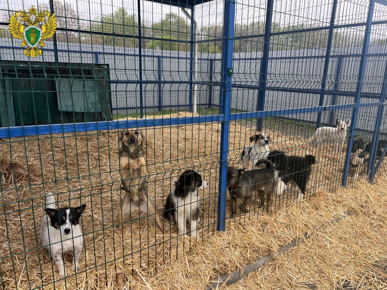 Нарушения выявили в пункте содержания бездомных животных