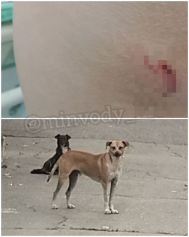Бездомная собака укусила школьницу в Минводах